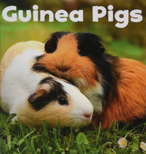 Guinea Pigs by Lisa J. Amstutz