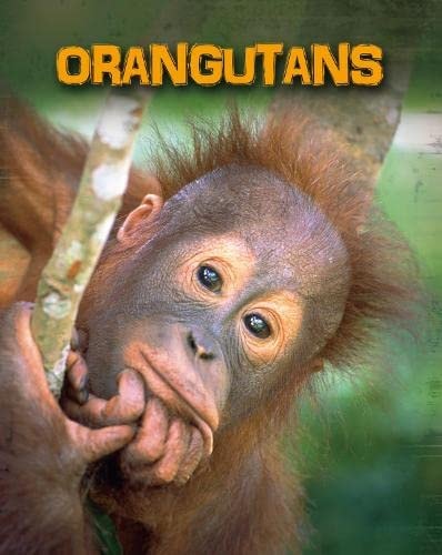 Orangutans (Infosearch: Living in the Wild: Primates) by Buffy Silverman