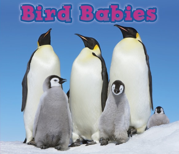 Bird Babies (Animal Babies) by Catherine Veitch