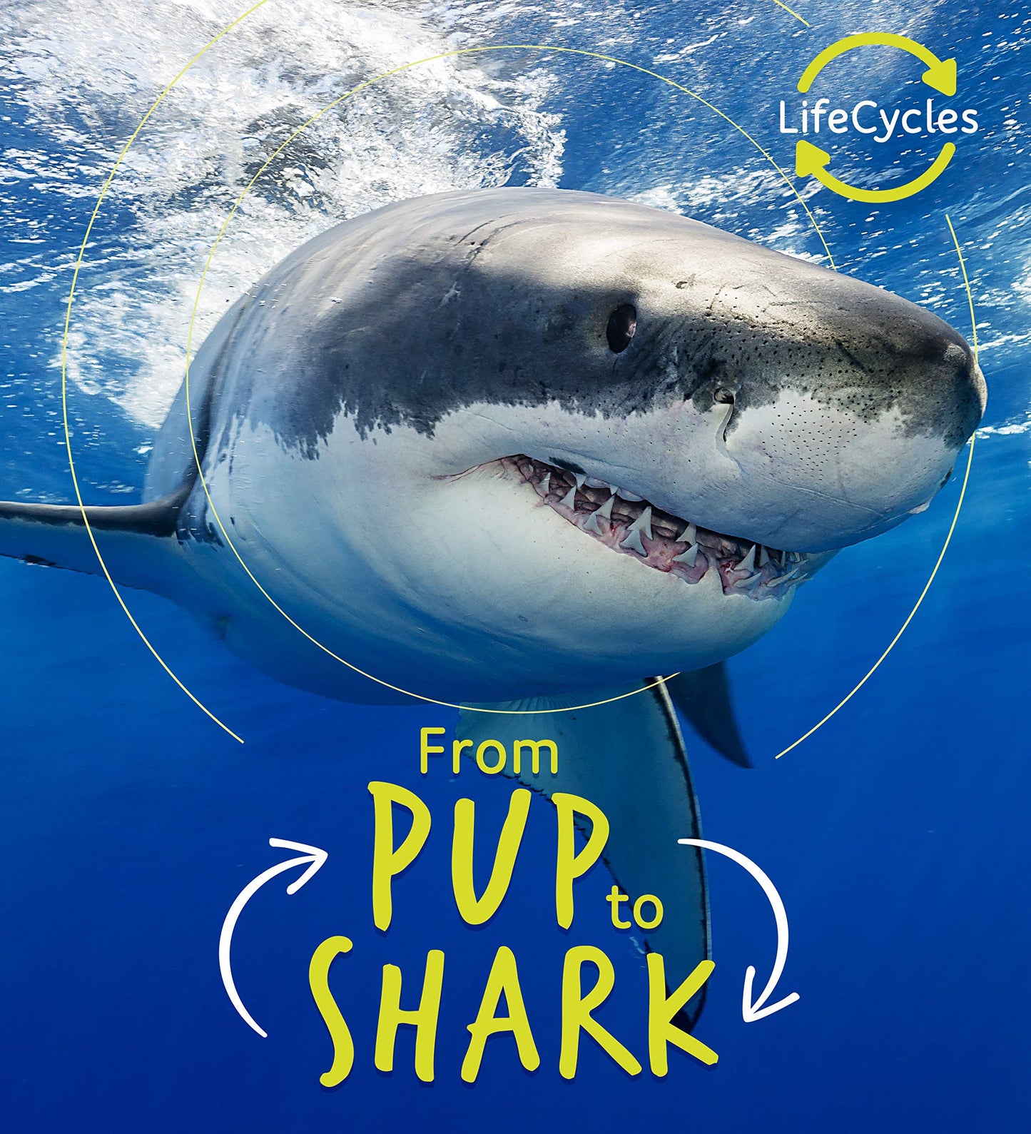 Lifecycles - Pup To Shark by Camilla de la Bedoyere