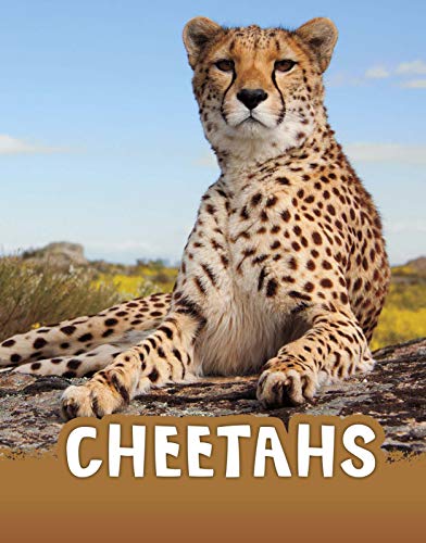 Cheetahs' by Jaclyn Jaycox