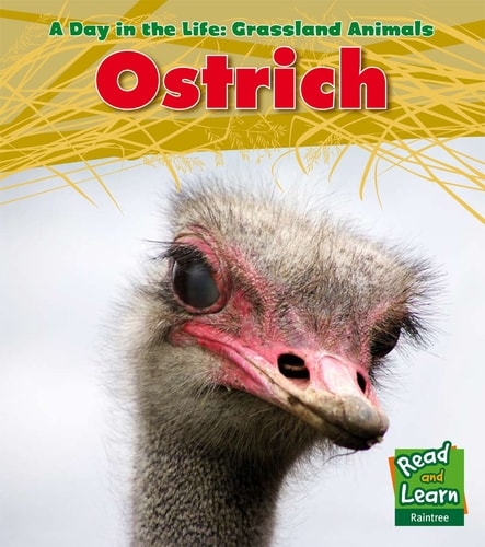 Ostrich (Day in the Life. Grassland Animals) by Louise A. Spilsbury