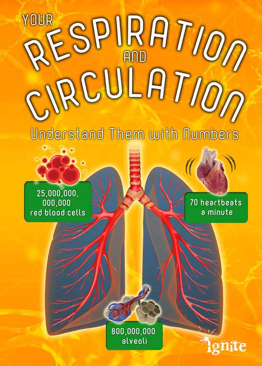 Your Respiration and Circulation (Your Body by Numbers) by Melanie Waldron