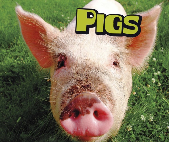 Pigs by Sheri Doyle
