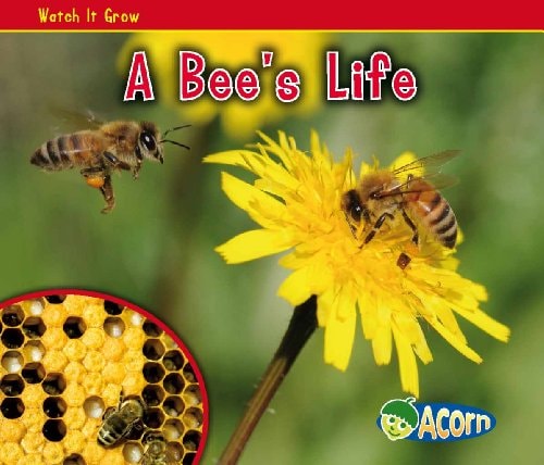 A Bee's Life by Nancy Dickmann