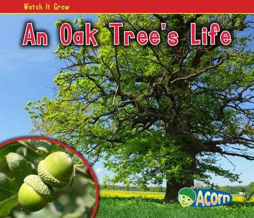 An Oak Tree's Life by Nancy Dickmann