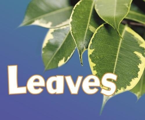 Leaves by Vijaya Khisty Bodach