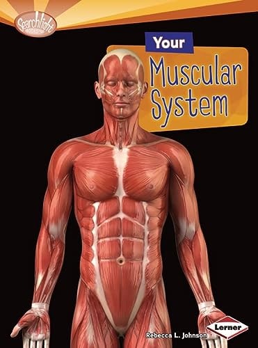 Your Muscular System (Searchlight Books   How Does Your Body Work?) by Rebecca L. Johnson