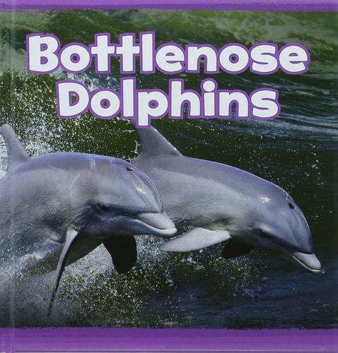 Bottlenose Dolphins by Kathryn Clay