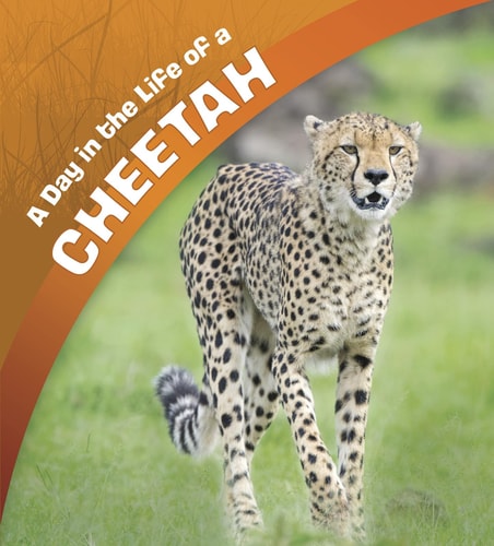 Day In The Life Of A Cheetah by Lisa J. Amstutz