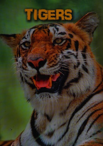 Tigers (Infosearch: Living in the Wild: Big Cats) by Anna Claybourne