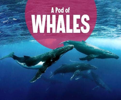 A Pod of Whales by Lucia Raatma