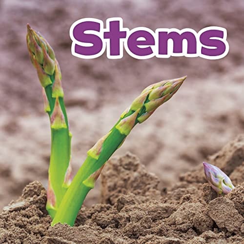 Plant Parts Stems by Marissa Kirkman
