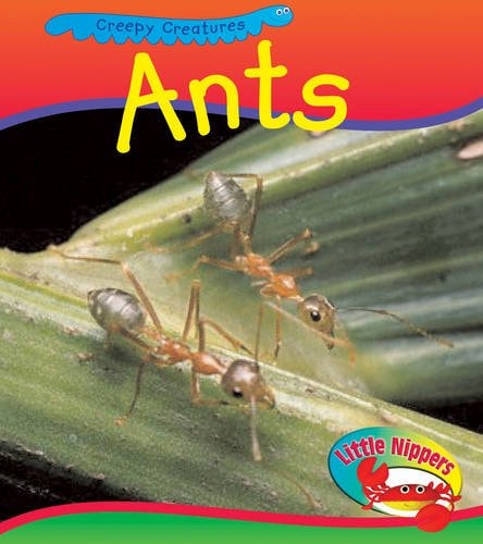 Ant by Sue Barraclough