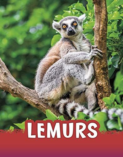 Lemurs by Jaclyn Jaycox