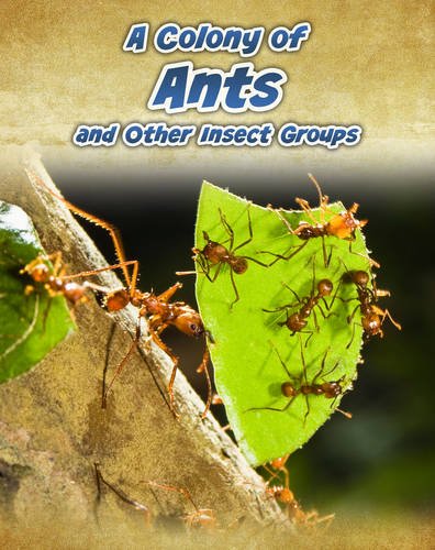 A Colony of Ants (Animals in Groups) by Anna Claybourne