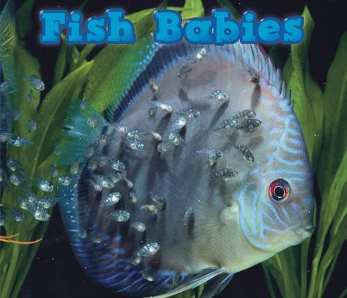 Fish Babies (Animal Babies) by Catherine Veitch