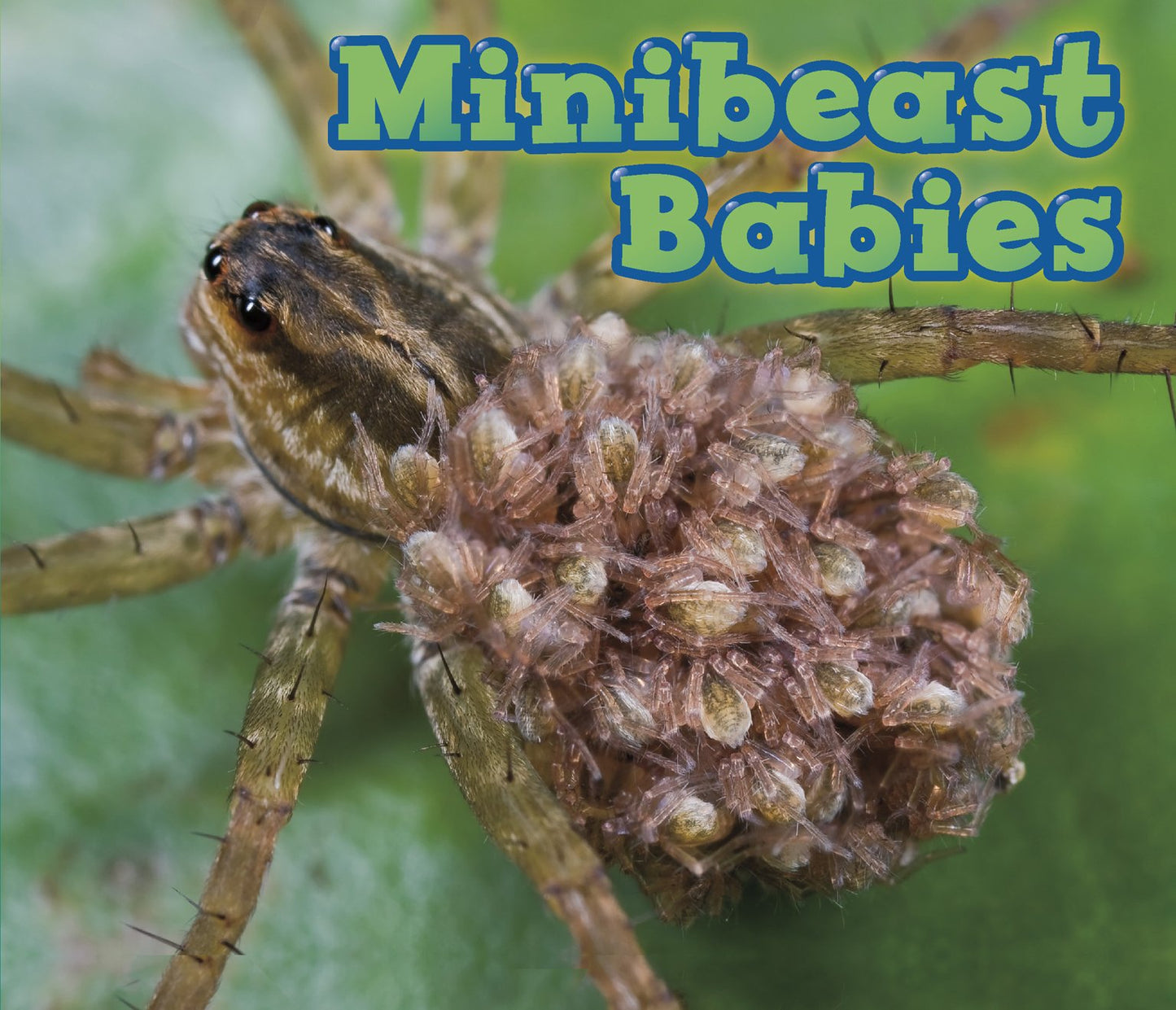 Minibeast Babies (Acorn: Animal Babies) by Catherine Veitch