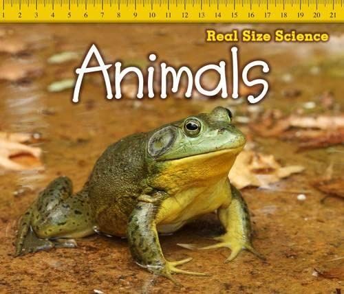 Animals (Real Size Science) by Rebecca Rissman