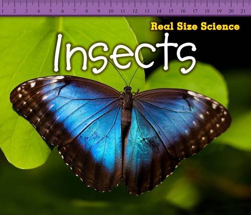 Insects (Real Size Science) by Rebecca Rissman