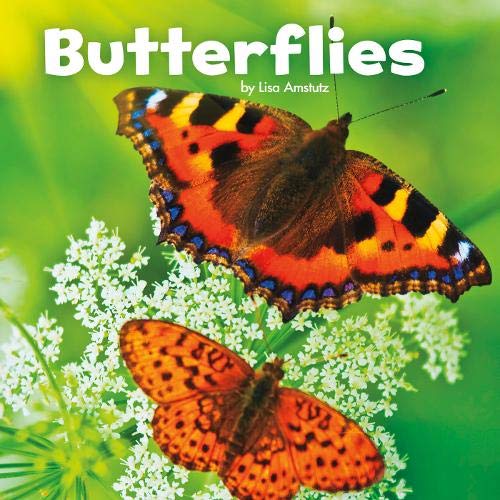 Butterflies (Little Pebble: Little Creatures) by Lisa J Amstutz