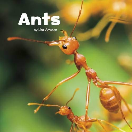 Ants (Little Pebble: Little Creatures) by Lisa J Amstutz
