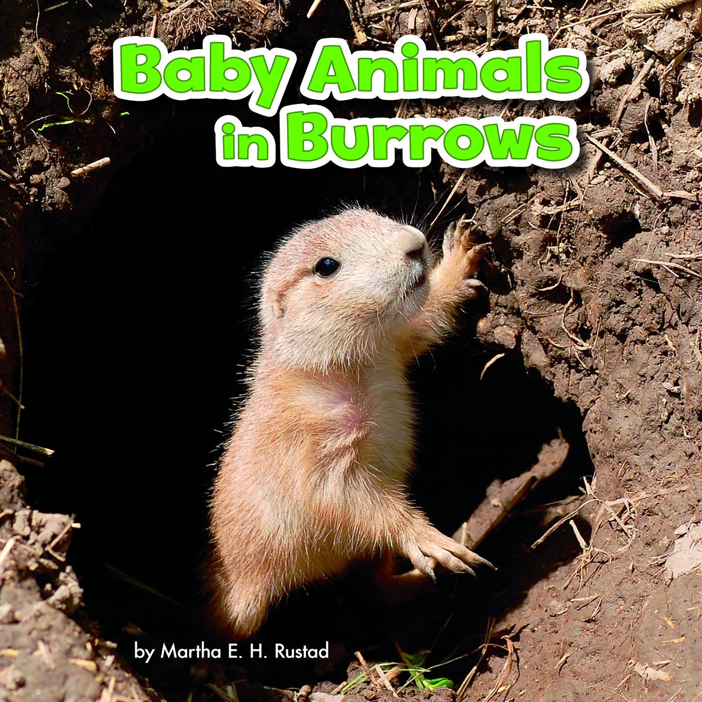 Baby Animals in Burrows (Little Pebble: Baby Animals and Their Homes) by Martha E H Rustad