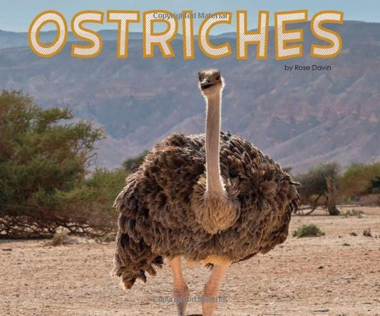 Ostriches by Rose Davin