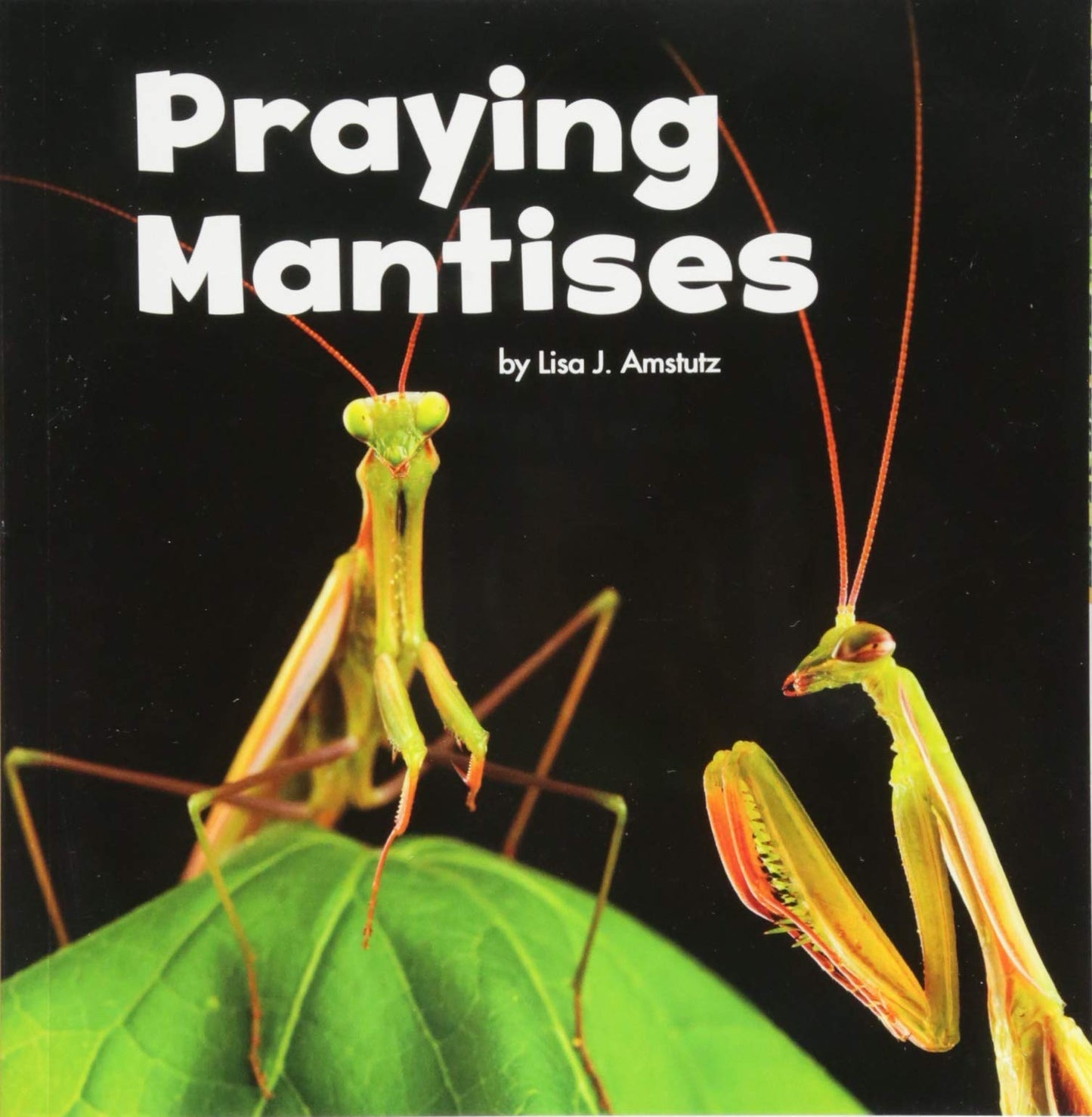 Praying Mantises by Lisa J. Amstutz