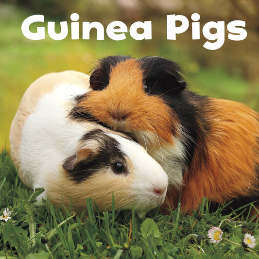 Guinea Pigs (Our Pets) by Lisa J. Amstutz