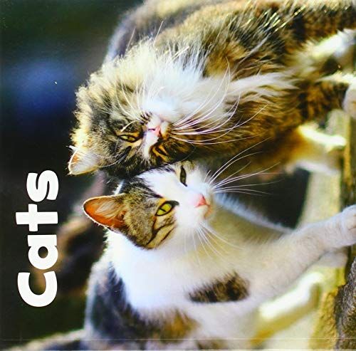 Cats (Our Pets) by Lisa J. Amstutz