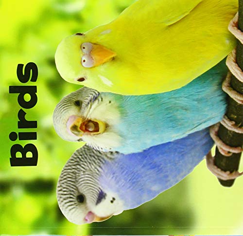 Birds (Our Pets) by Lisa J. Amstutz