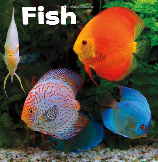 Fish (Little Pebble: Our Pets) by Lisa J. Amstutz